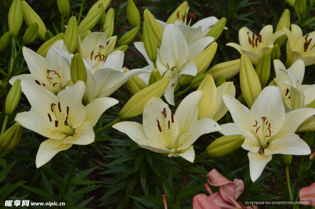 百合花