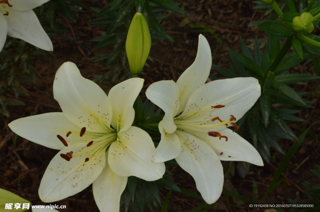 百合花
