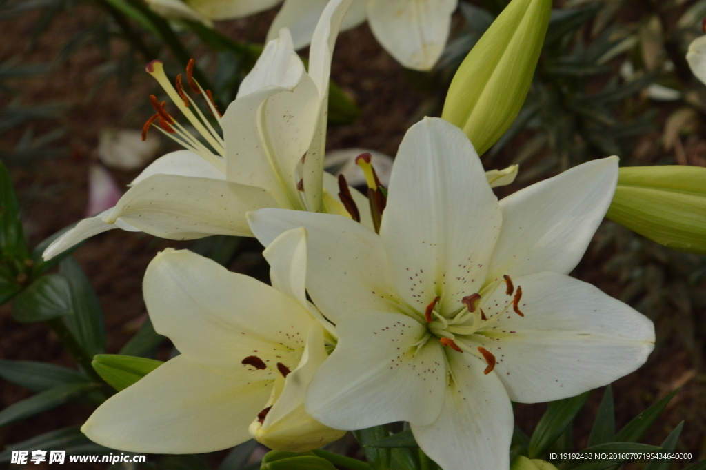 百合花