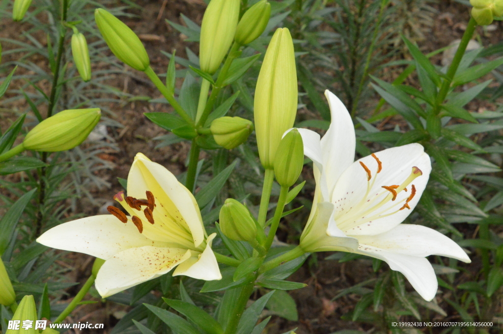 百合花