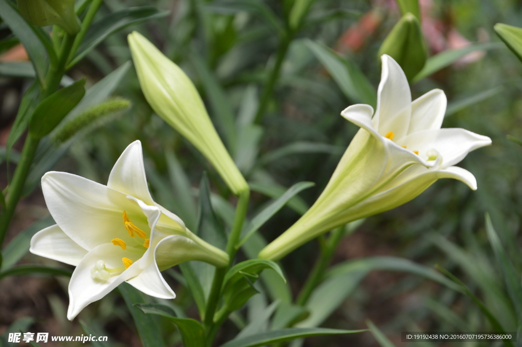 百合花