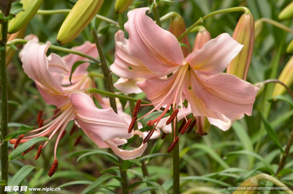 百合花