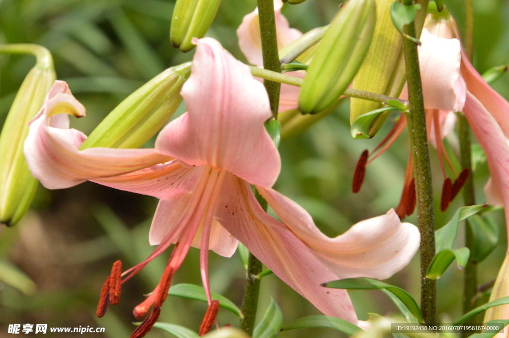 百合花