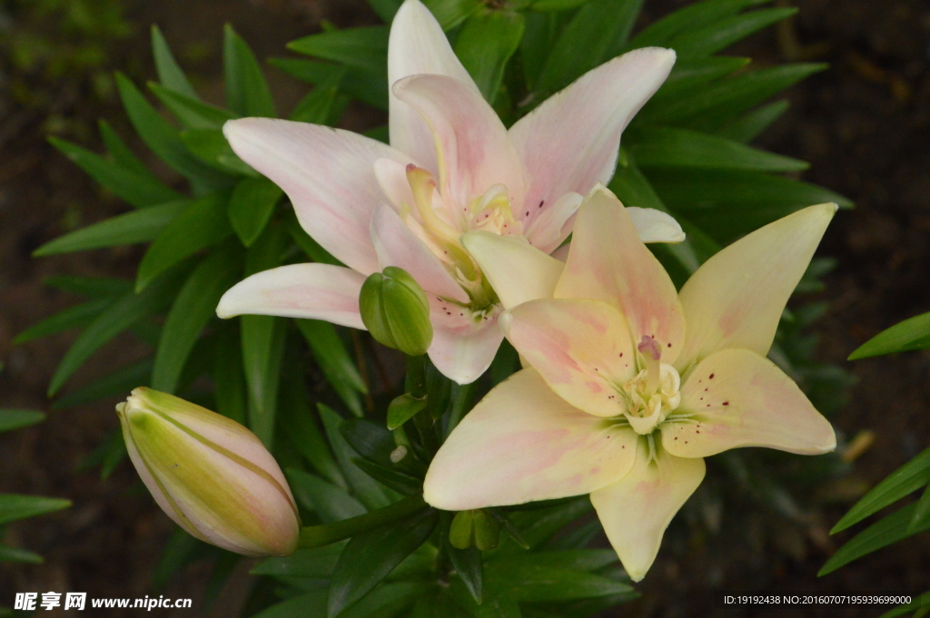 百合花