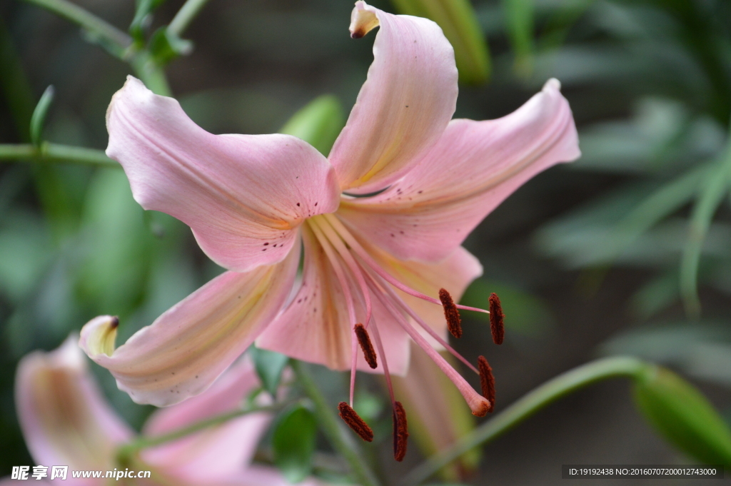 百合花