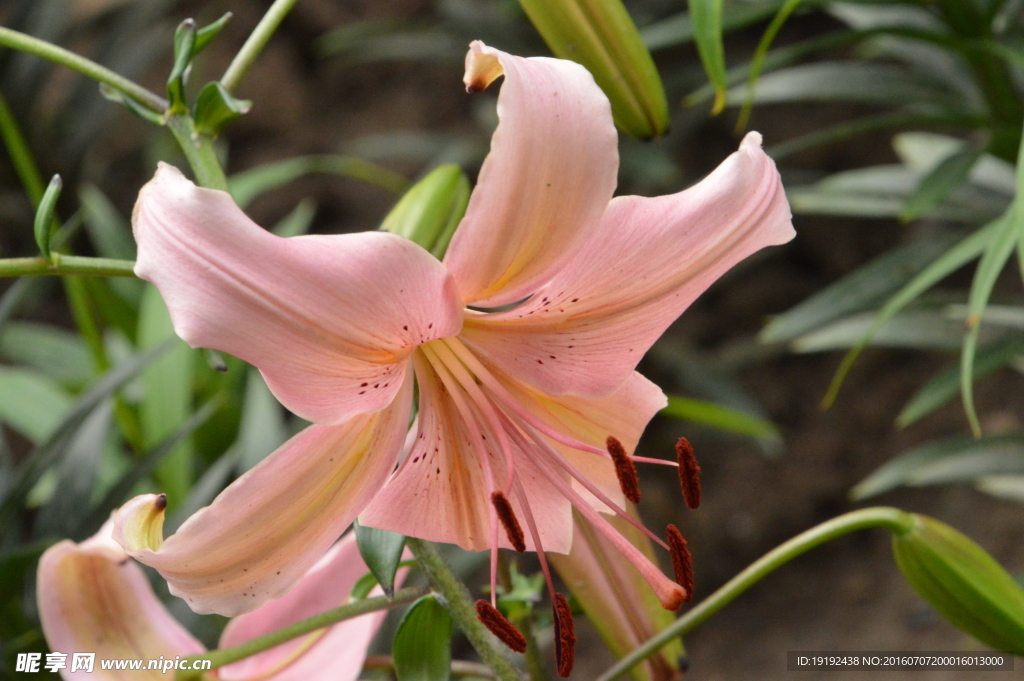 百合花