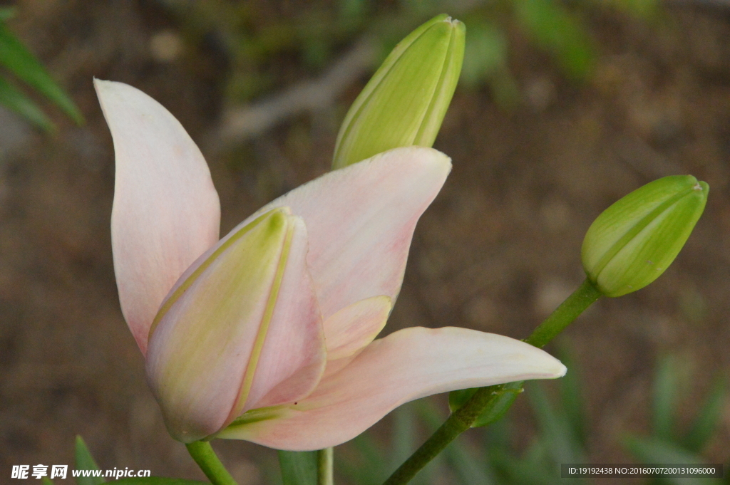 百合花