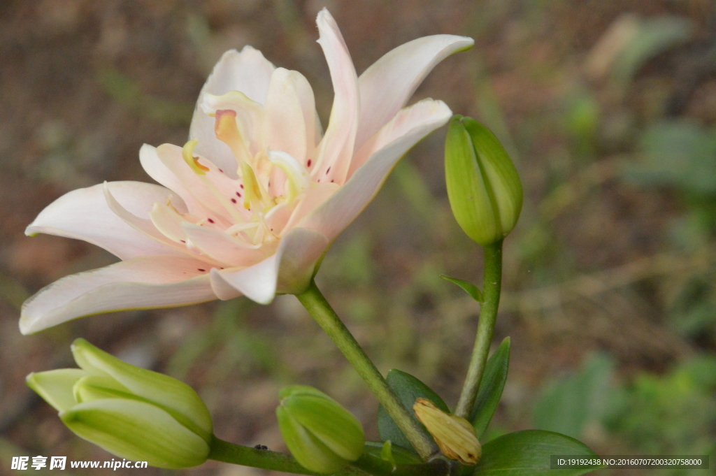 百合花