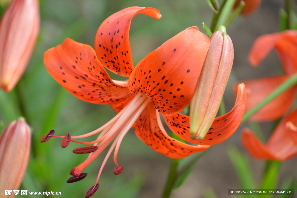 百合花