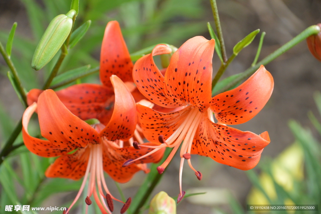 百合花