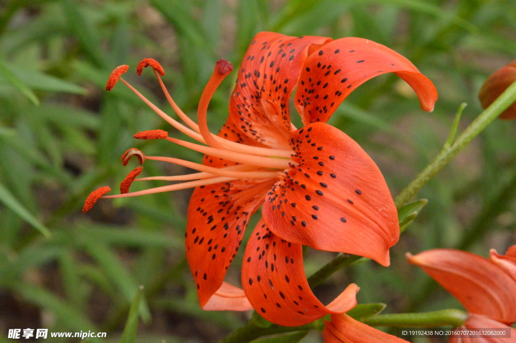 百合花