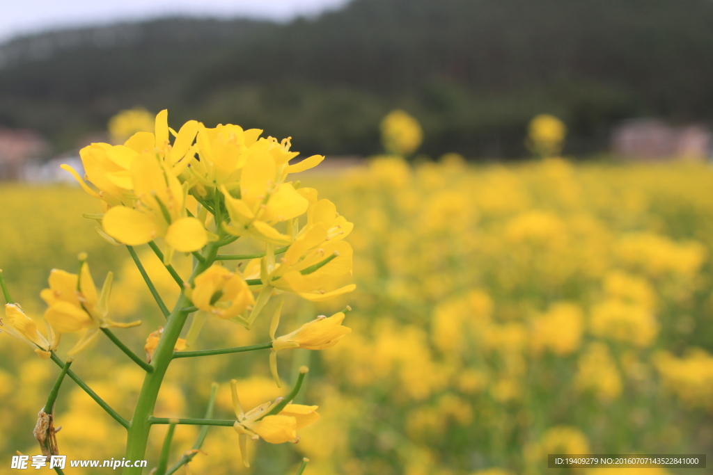 野菜花