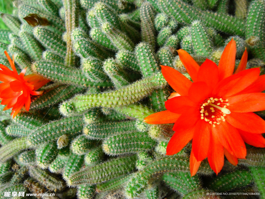 仙人虫花