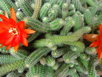 仙人虫花