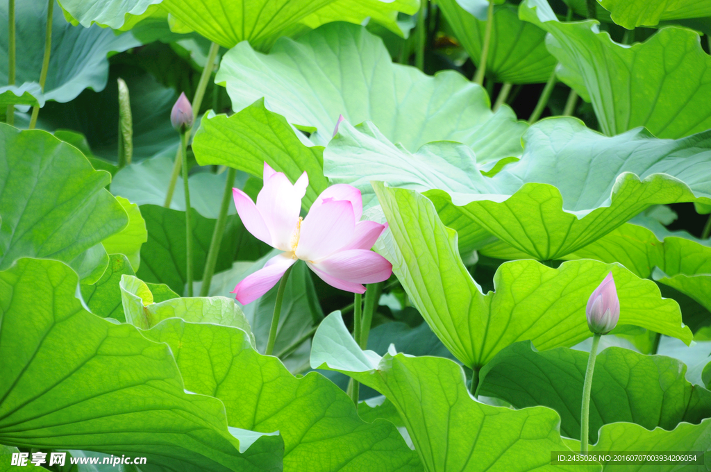 荷花
