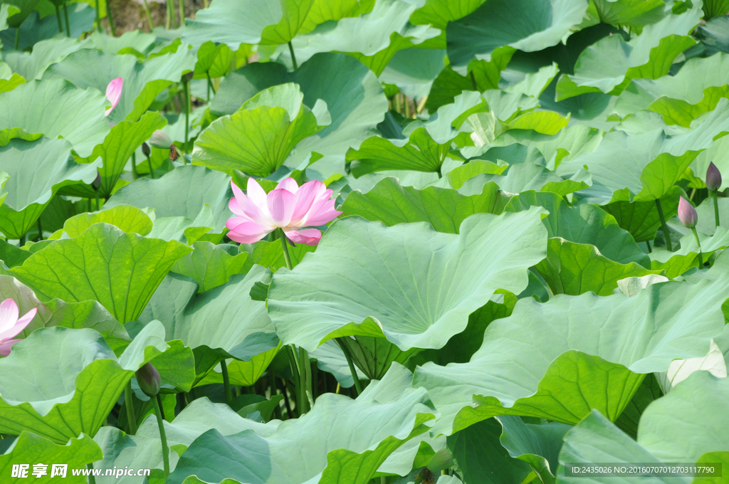 荷花
