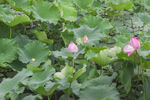 花苞