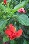 扶桑花