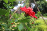 扶桑花