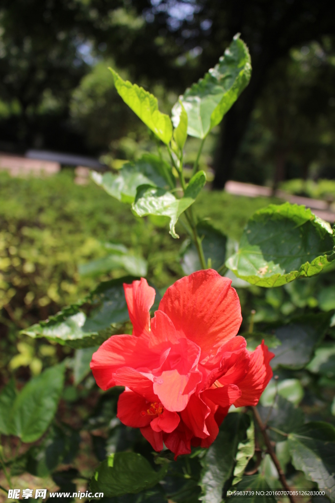 扶桑花