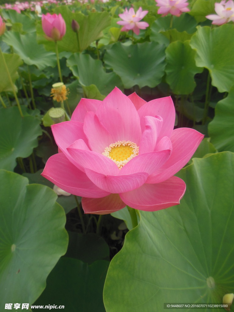 荷花