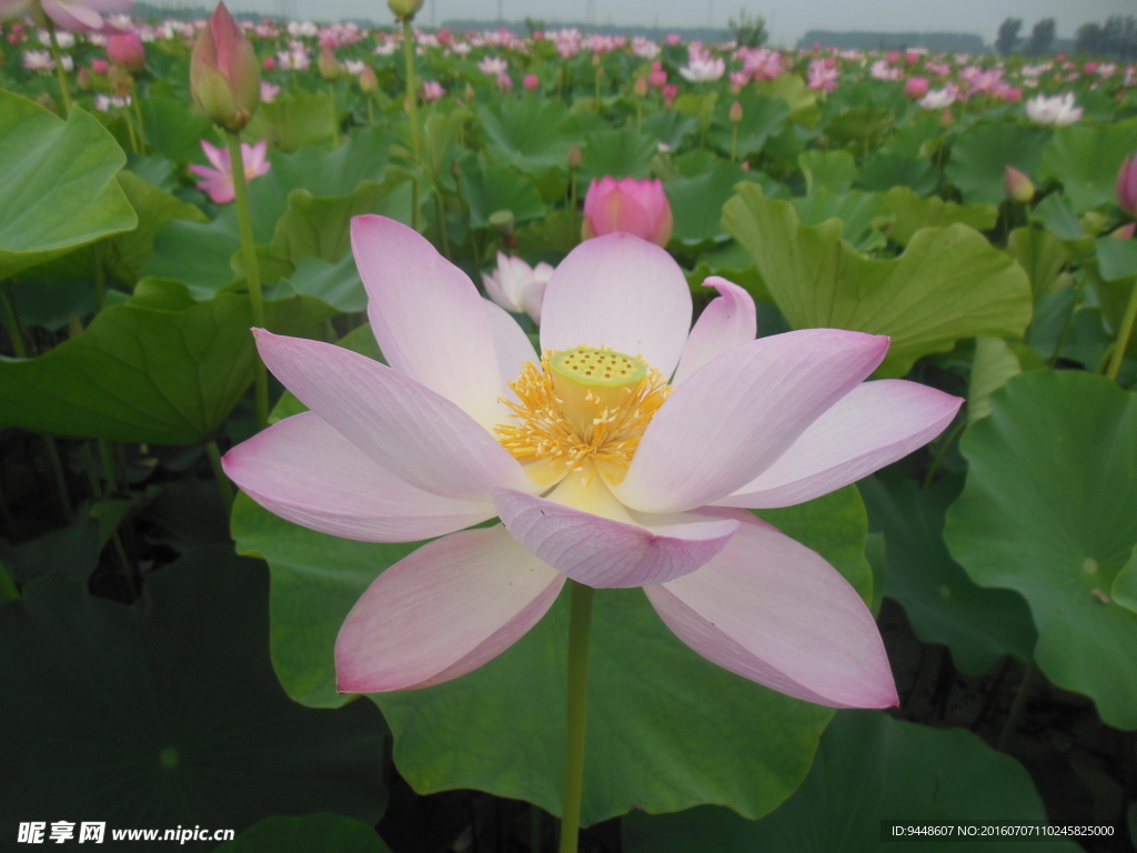 荷花