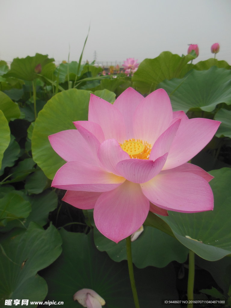 荷花