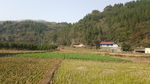 田野