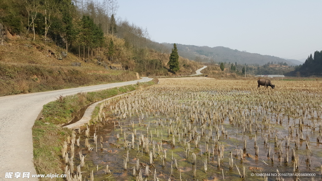 田间早春