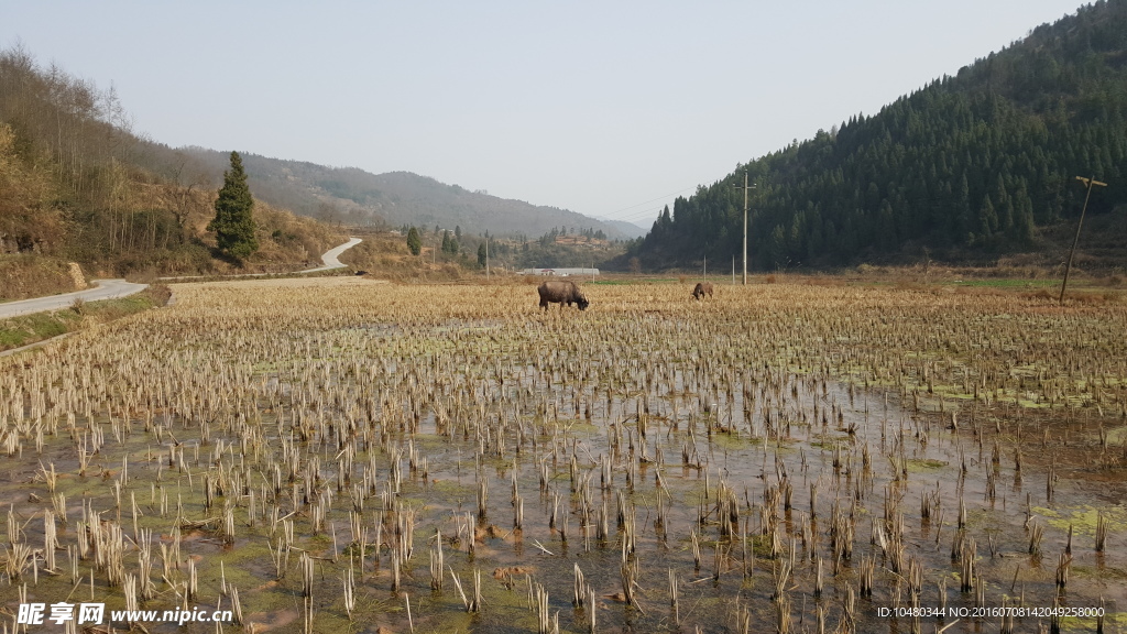 田间早春