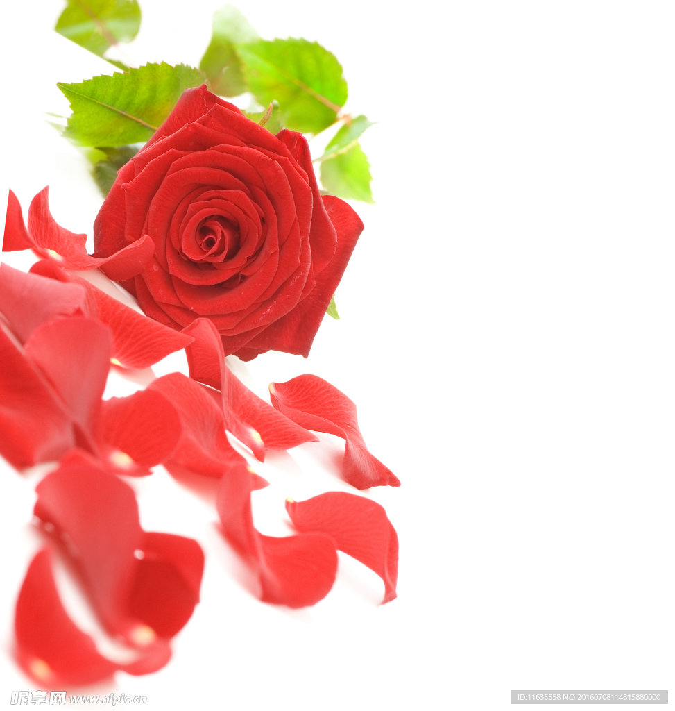 红色玫瑰花