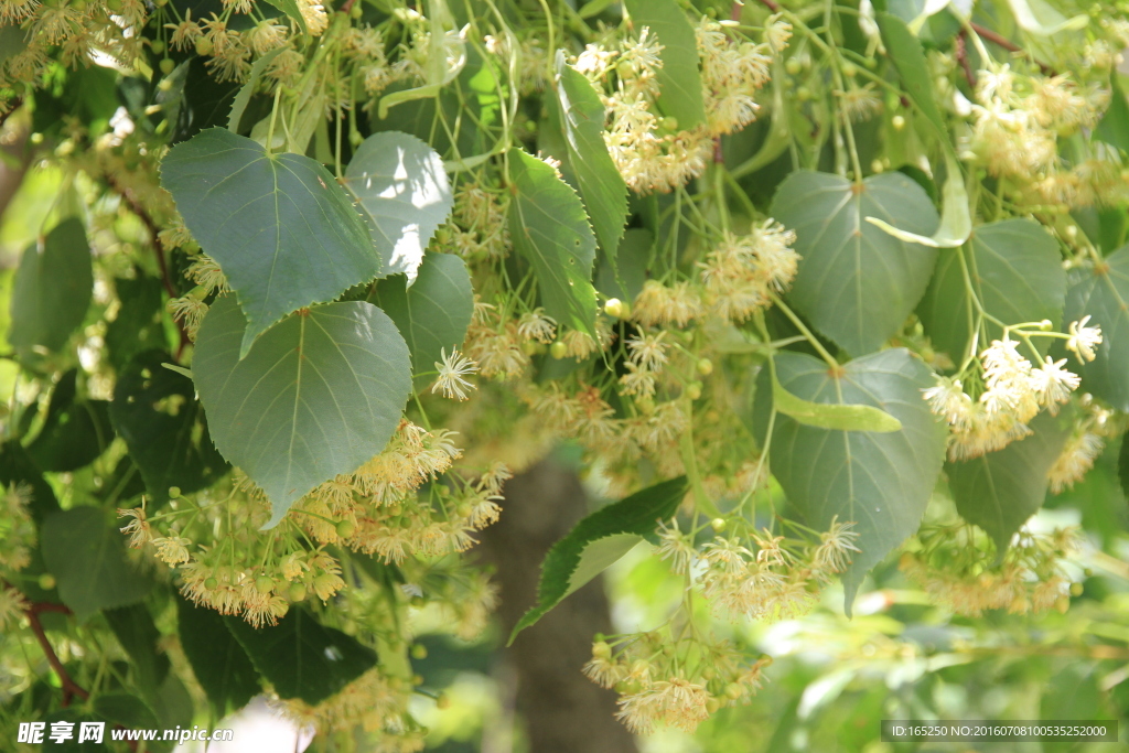 东北 长白山 椴树花 紫椴花