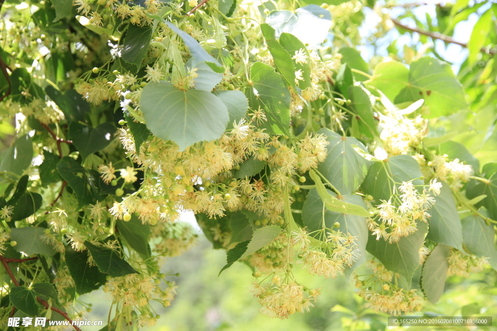 东北 长白山 椴树花 紫椴花