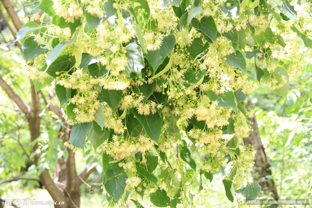 椴树花 紫椴花