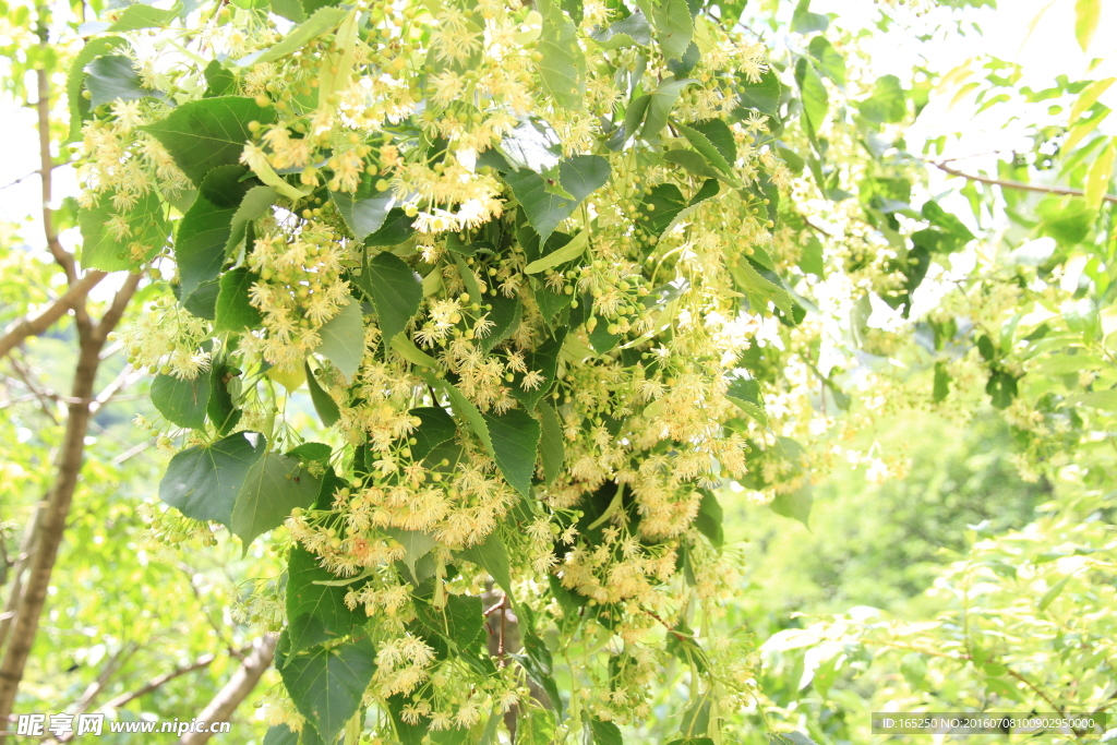 椴树花 紫椴花