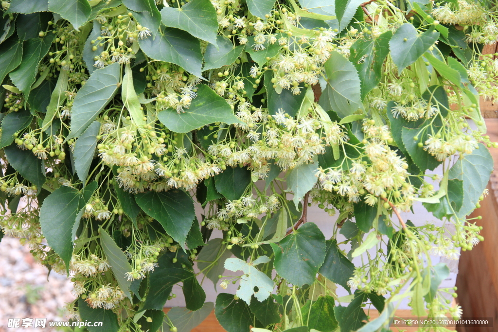 椴树花 紫椴花