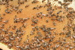 长白山 蜂蜜 蜂巢 蜂箱