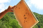长白山 蜂蜜 蜂巢 蜜蜂