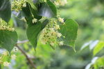 东北 长白山 椴树花 紫椴花