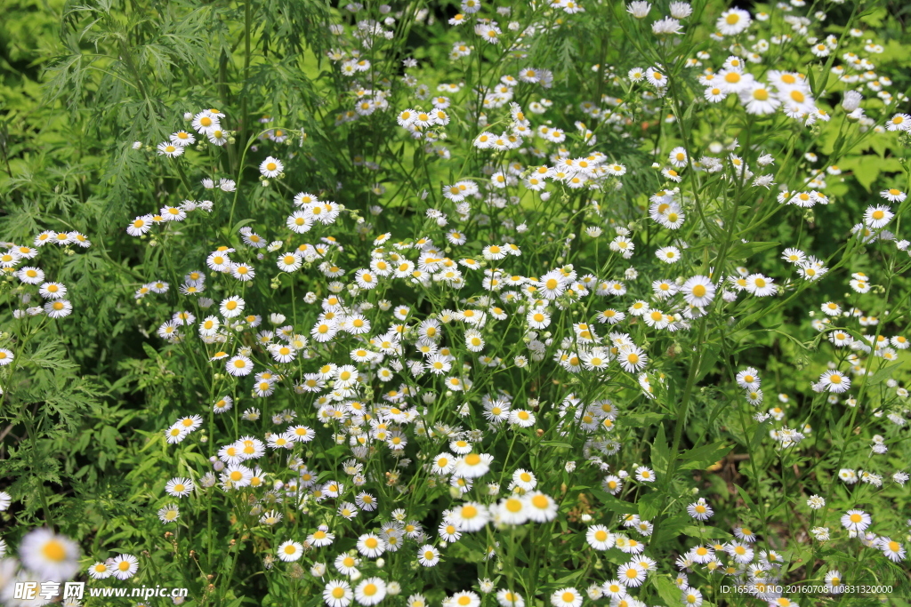 长白山 花卉 野花 野菊花