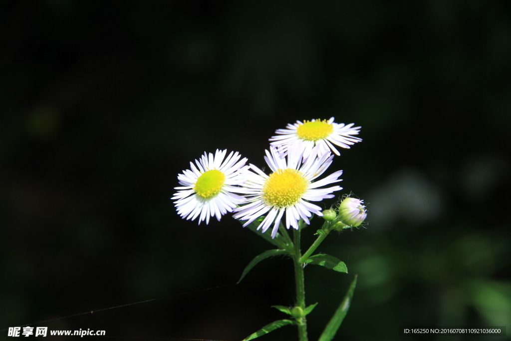 长白山 花卉 野花 野菊花