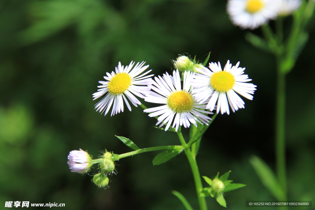 长白山 花卉 野花 野菊花