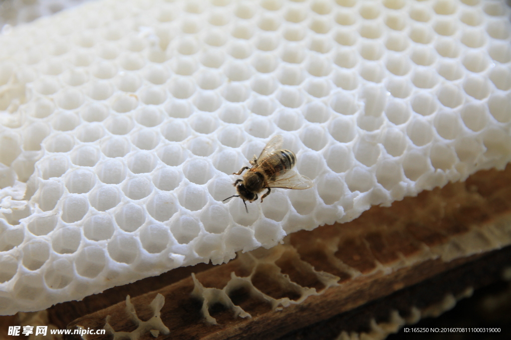 长白山 蜜蜂 蜂巢