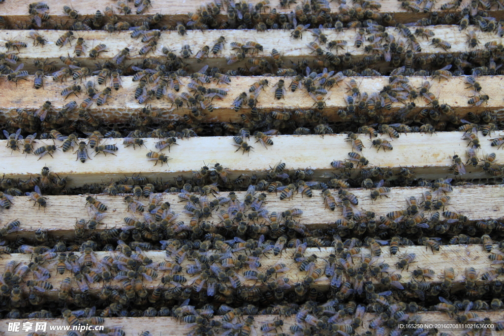 长白山 蜜蜂 意蜂 蜂箱