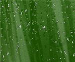 逼真雨滴效果图