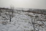 雪地
