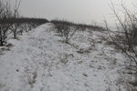 雪地