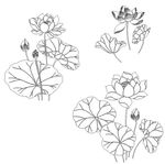 矢量荷叶荷花插画