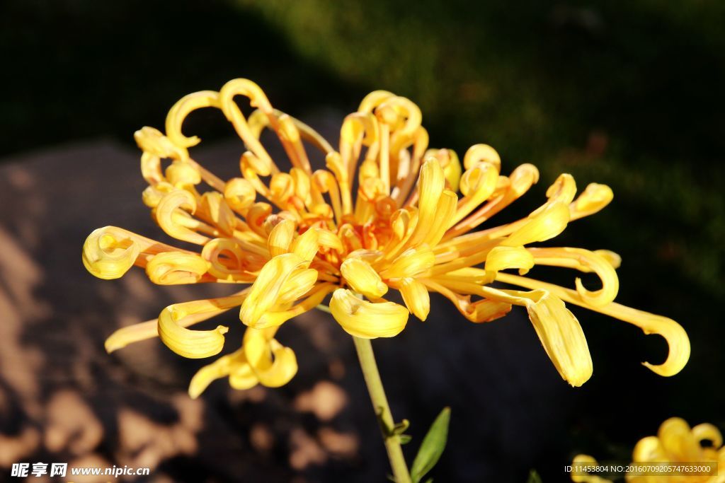 菊花