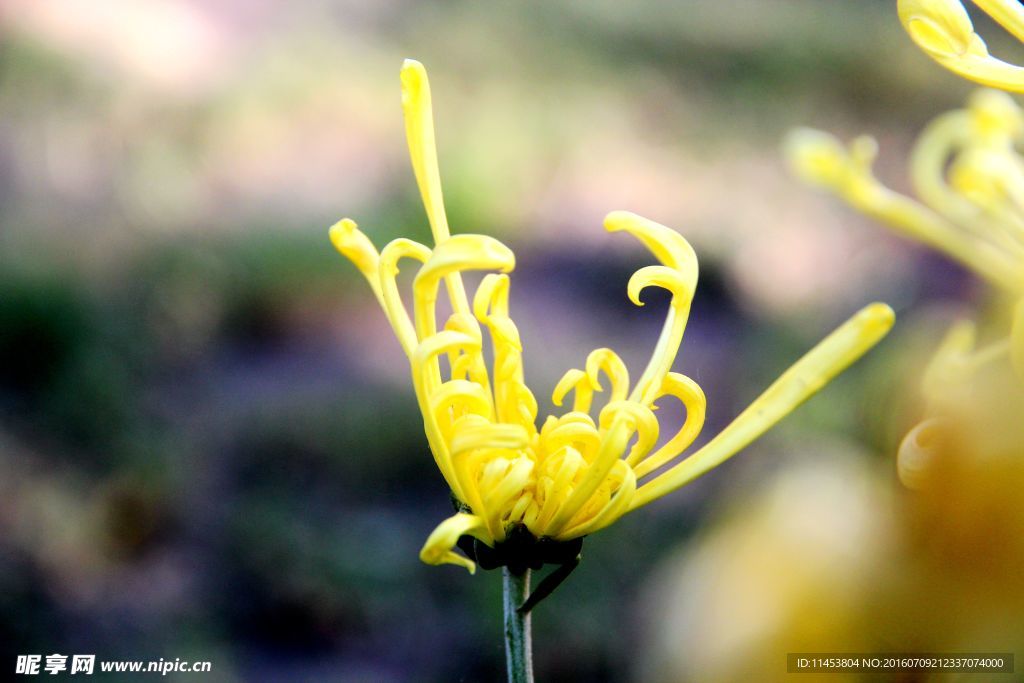 菊花